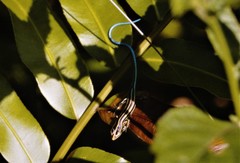 Emoia caeruleocauda