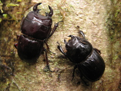 Geodorcus helmsi
