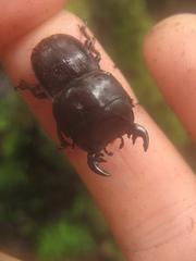 Geodorcus helmsi