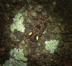 Leperina decorata
