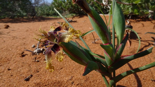 Ferraria densepunctulata