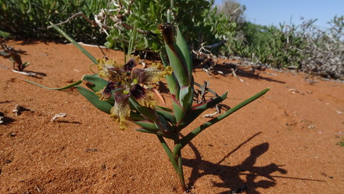 Image of Ferraria densepunctulata by (c) Paul Emms, some rights reserved (CC BY-SA)