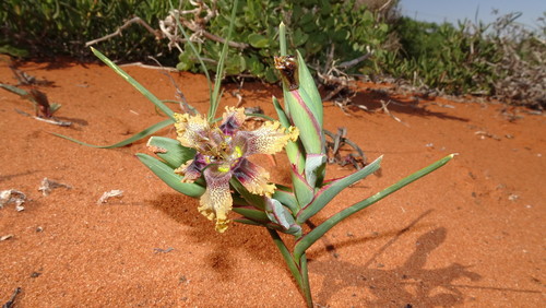 Image of Ferraria densepunctulata by (c) Paul Emms, some rights reserved (CC BY-SA)