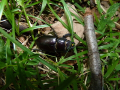 Lucanus tetraodon