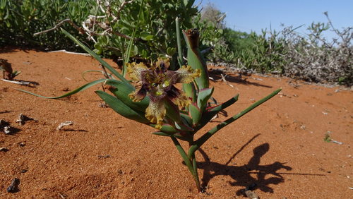 Image of Ferraria densepunctulata by (c) Paul Emms, some rights reserved (CC BY-SA)