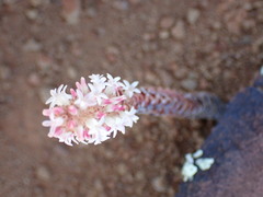 Crassula alpestris