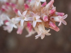 Crassula alpestris