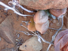 Adromischus marianiae