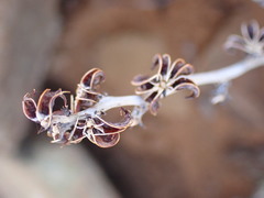 Adromischus marianiae