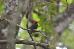 Antilophia galeata