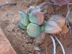 Adromischus marianiae