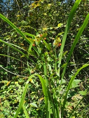 Photinia parvifolia