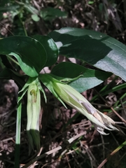 Tripterospermum chinense