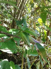 Tripterospermum chinense