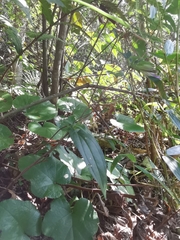 Tripterospermum chinense