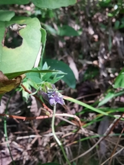 Tripterospermum chinense