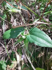 Tripterospermum chinense