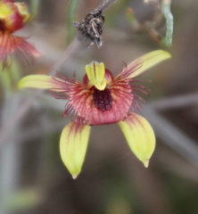 Caladenia discoidea
