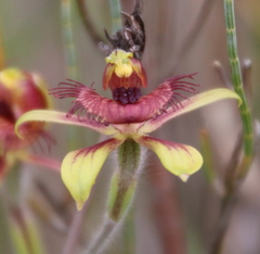 Caladenia discoidea