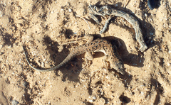 Be'er Sheva Fringe-Fingered Lizard photo 3