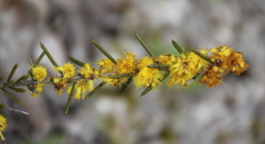 Acacia sessilis