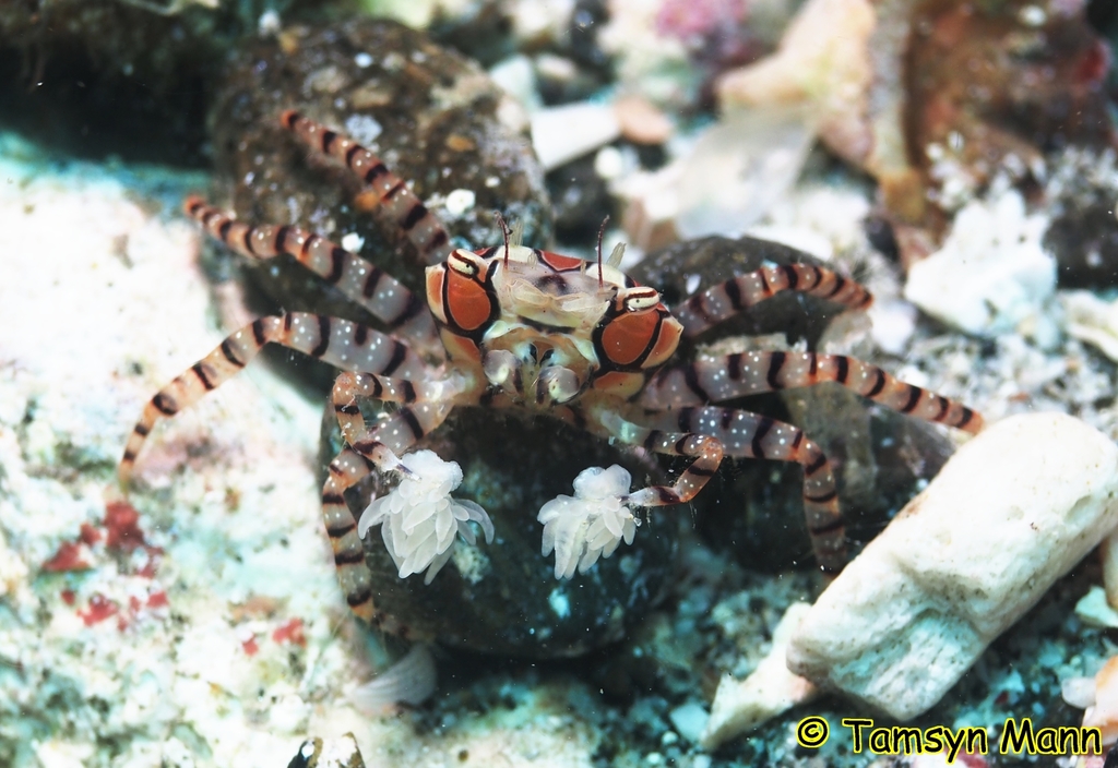 Xanthoid Crabs