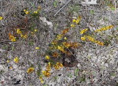 Acacia sessilis