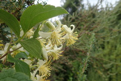 Clematis brachiata