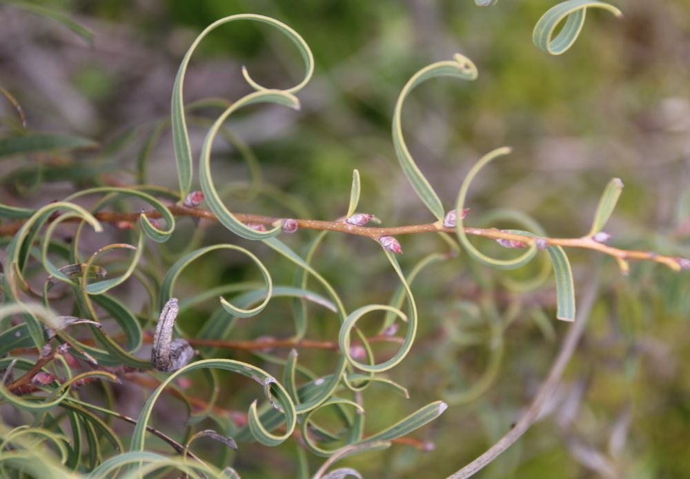 narrow-fruited hakea