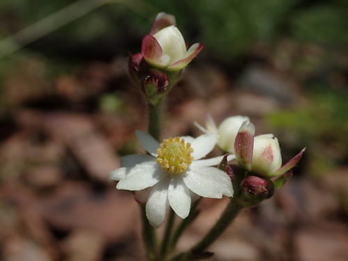 Image of Knowltonia transvaalensis by no rights reserved
