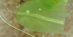 Syntrichia virescens