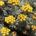 Helichrysum galpinii - Photo (c) Linda Loffler, some rights reserved (CC BY-NC), uploaded by Linda Loffler