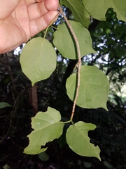 Coccoloba acapulcensis