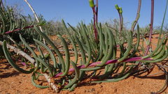 Senecio bulbinifolius