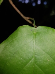 Coccoloba acapulcensis