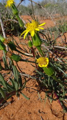Senecio bulbinifolius
