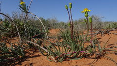 Senecio bulbinifolius