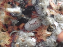 Leptochiton cancellatus