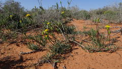 Senecio bulbinifolius