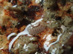 Leptochiton cancellatus