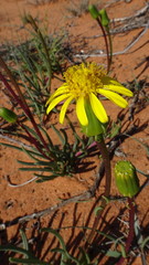 Senecio bulbinifolius