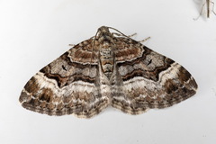Xanthorhoe biriviata