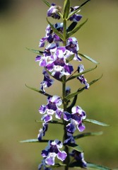 Angelonia