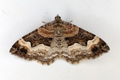 Xanthorhoe biriviata