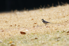 Motacilla alba