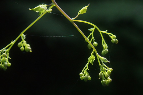 Image of Thalictrum rhynchocarpum by no rights reserved