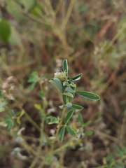 Crotalaria medicaginea