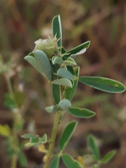 Crotalaria medicaginea