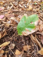 Quercus boyntonii