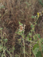 Crotalaria medicaginea